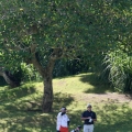 que-fairway-2-under-the-tree